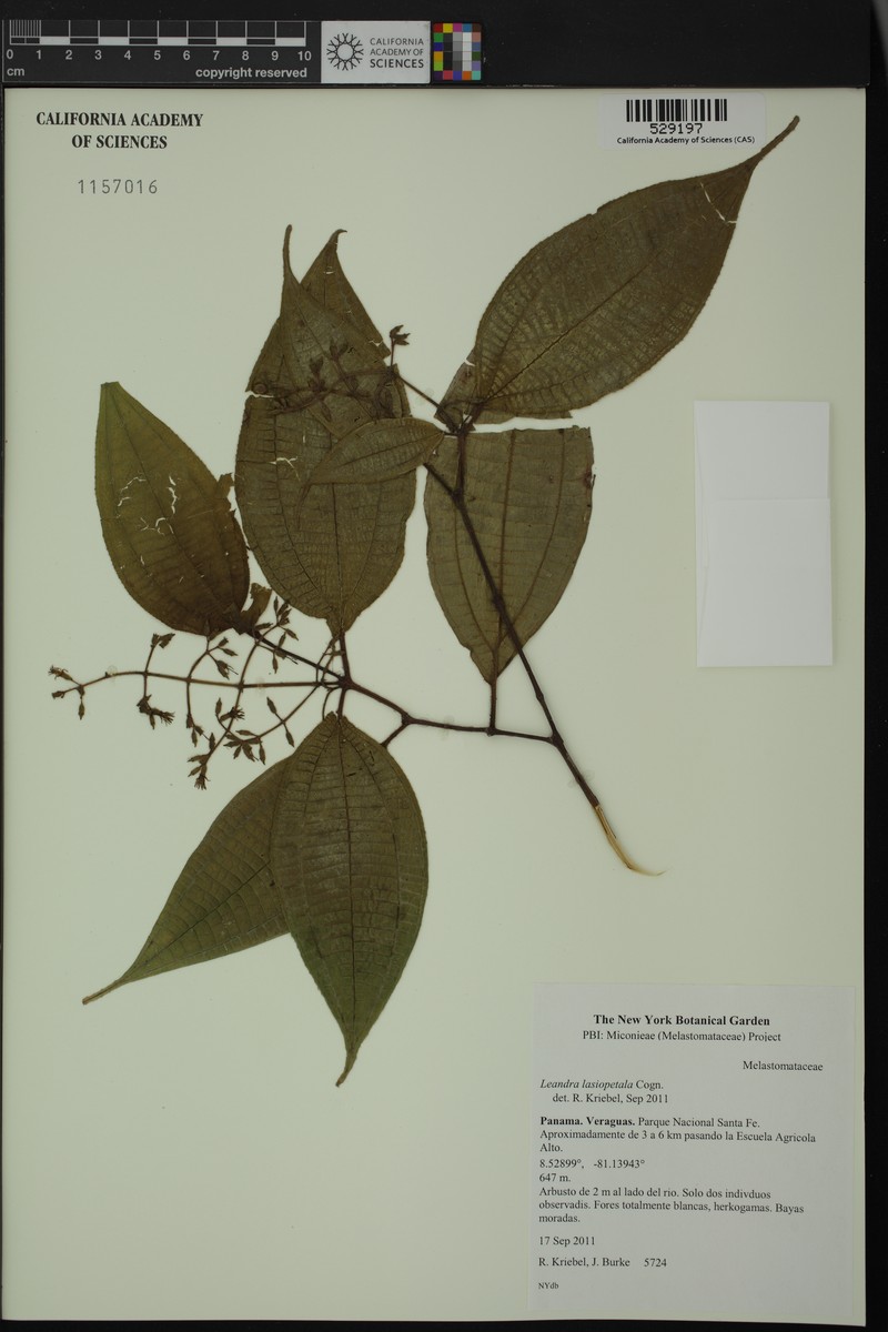 Miconia lasiopetala photo 5