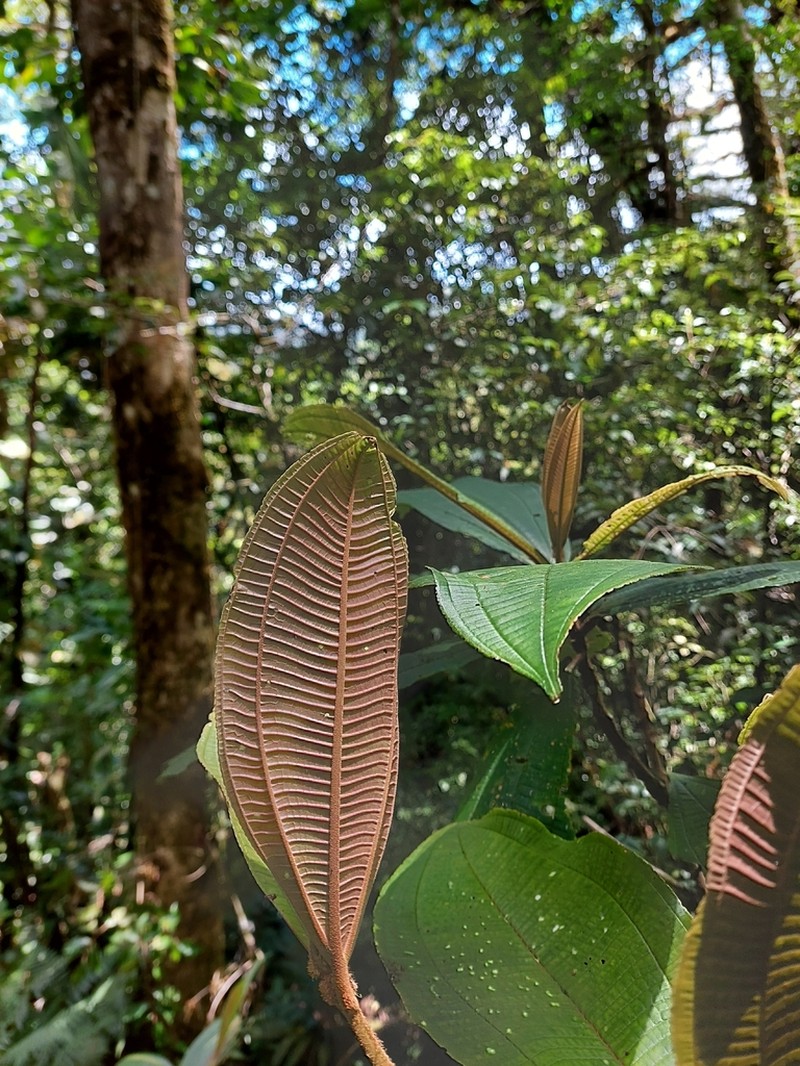 Miconia lasiopoda