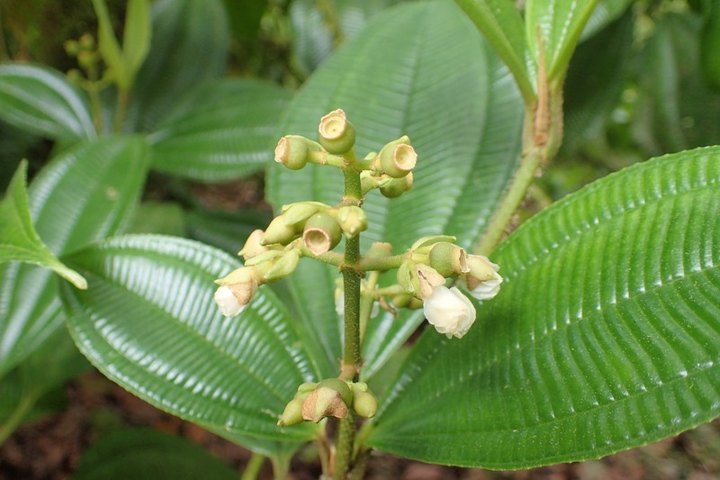 Miconia lasiopoda photo 2