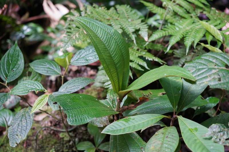 Miconia lasiopoda photo 3