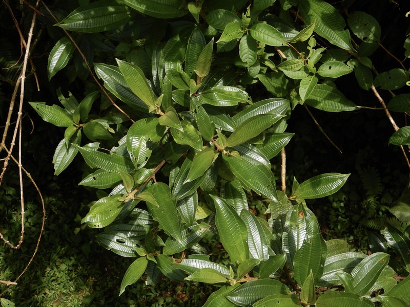 Miconia lasiopoda photo 4