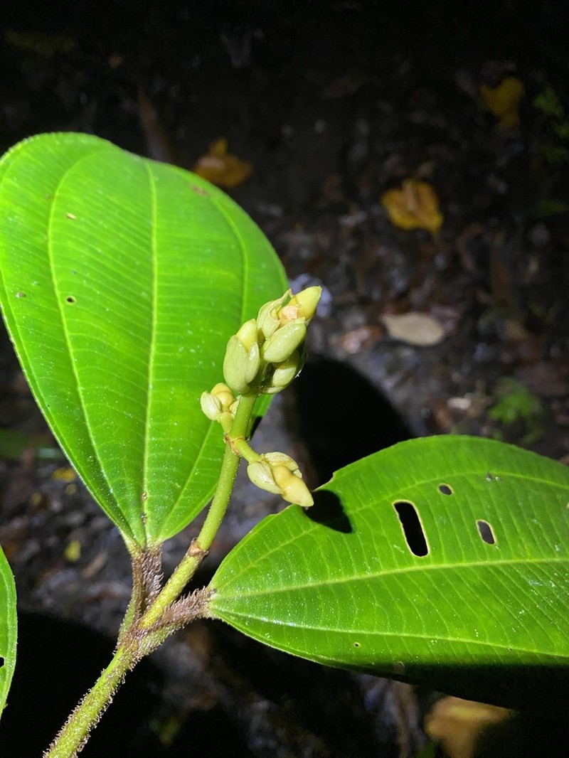 Miconia lasiopoda photo 5