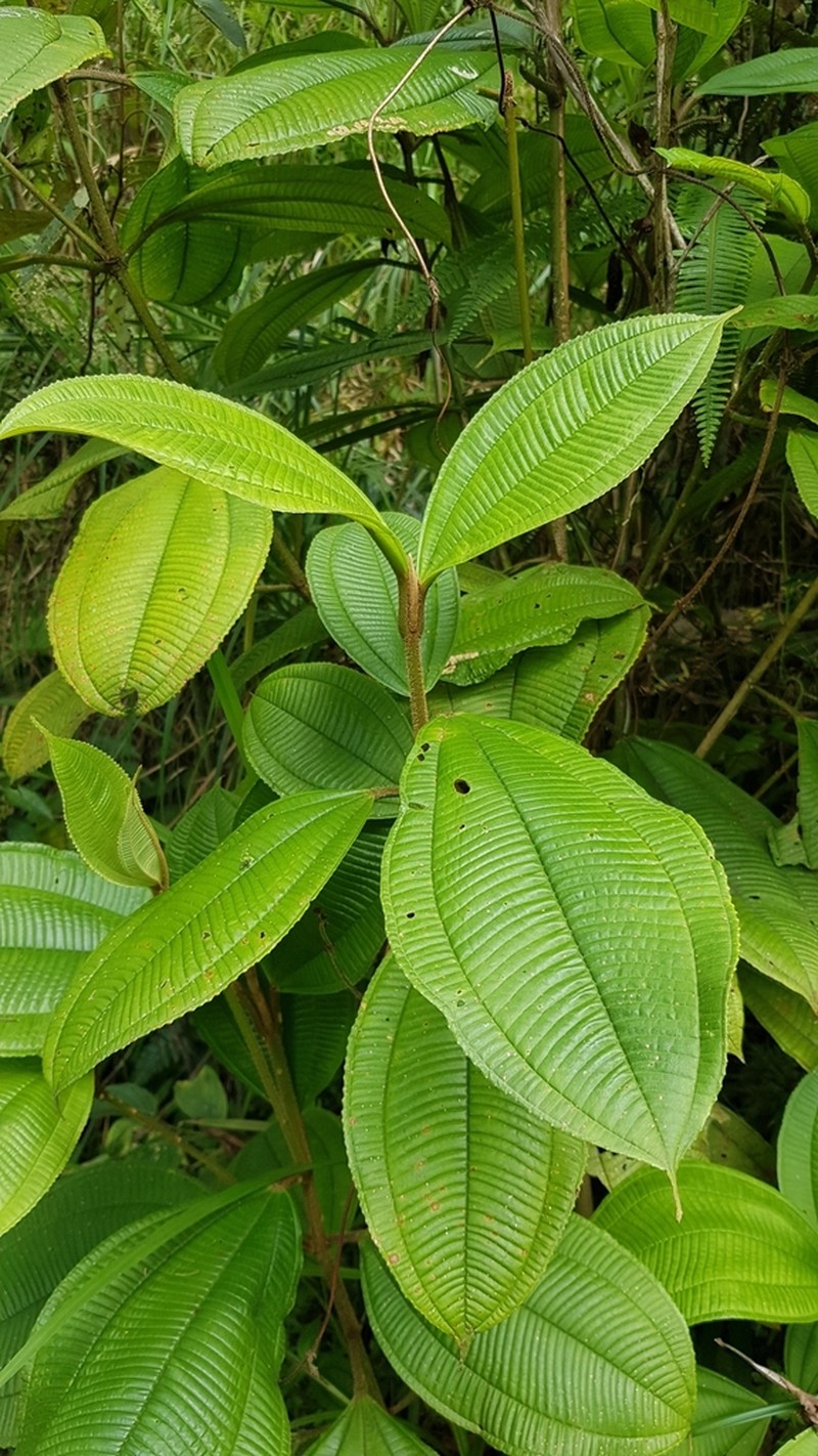 Miconia lasiopoda photo 6