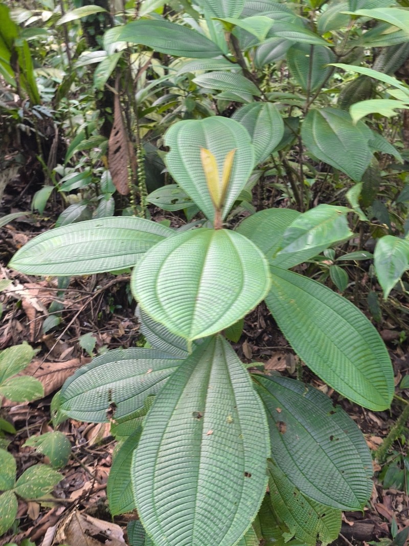 Miconia lasiopoda photo 7