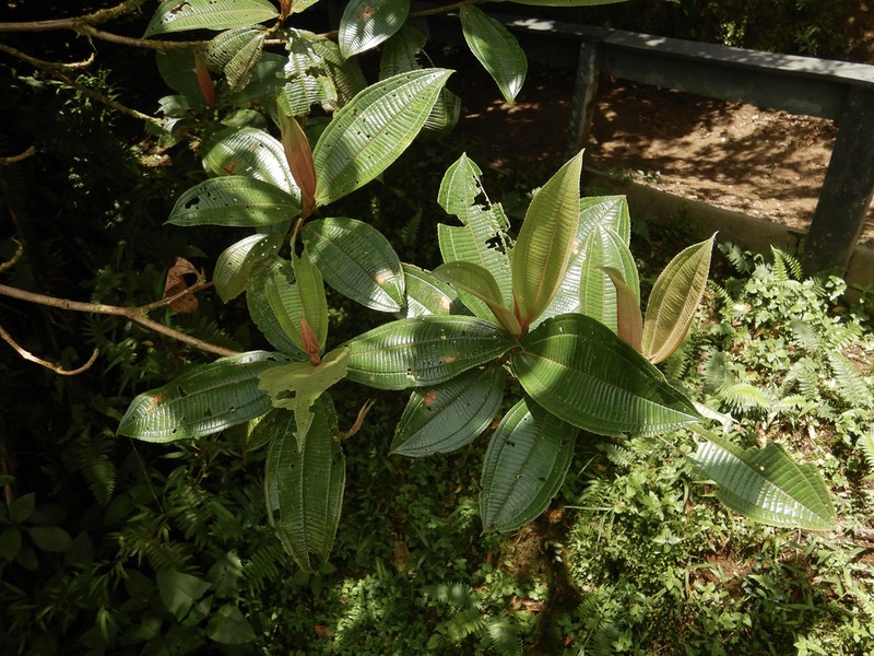 Miconia lasiopoda photo 8