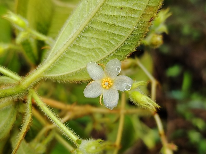 Miconia laxiflora