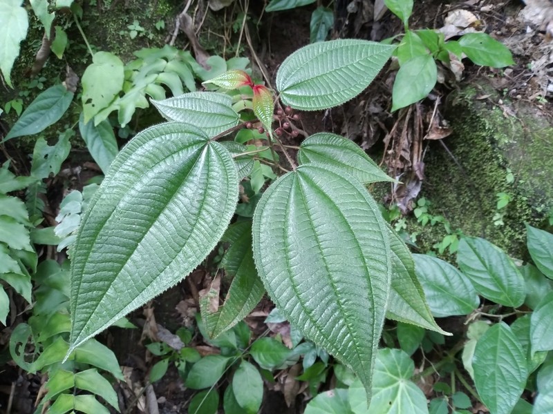 Miconia laxiflora photo 2