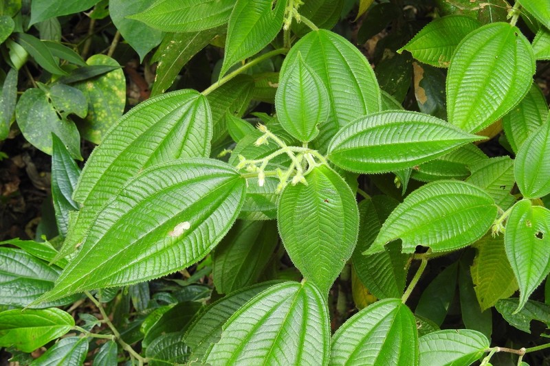 Miconia laxiflora photo 4