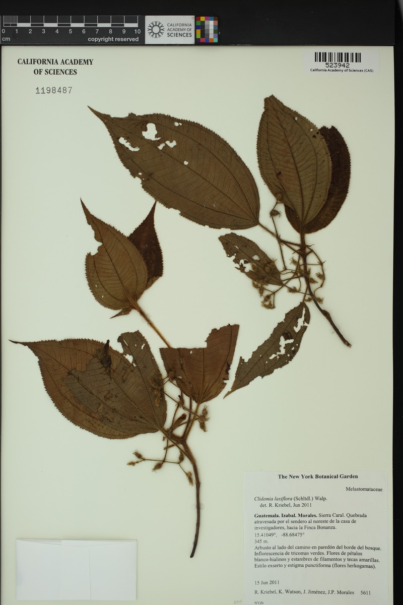Miconia laxiflora photo 5