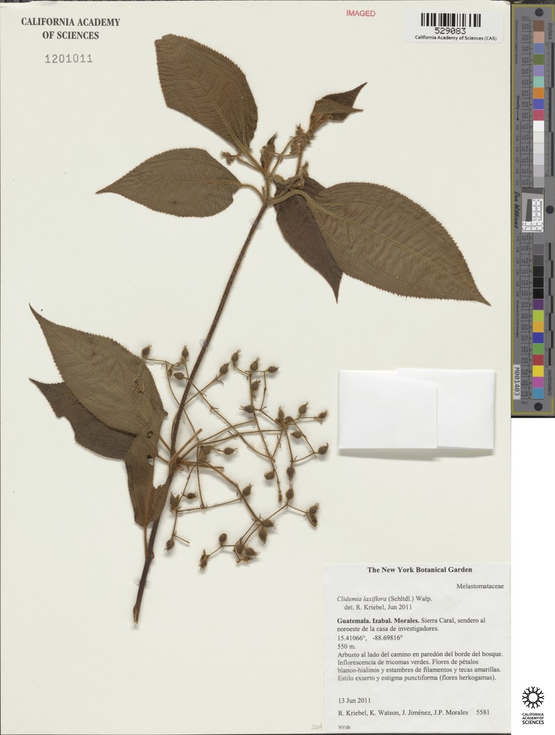 Miconia laxiflora photo 6