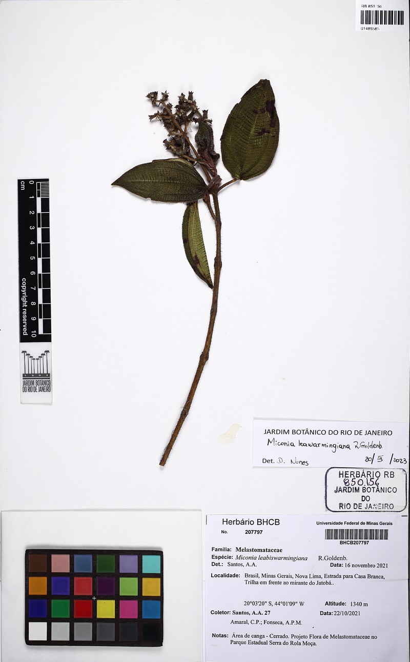 Miconia leabiswarmingiana