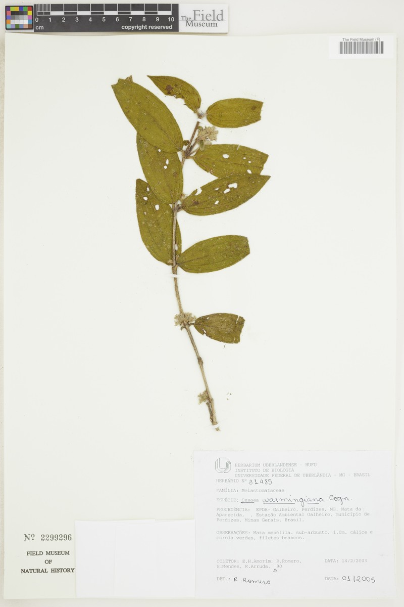 Miconia leabiswarmingiana photo 2