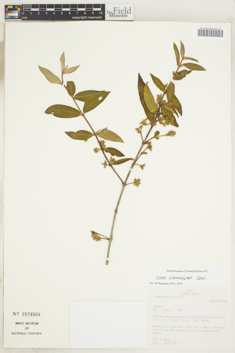 Miconia leabiswarmingiana photo 3