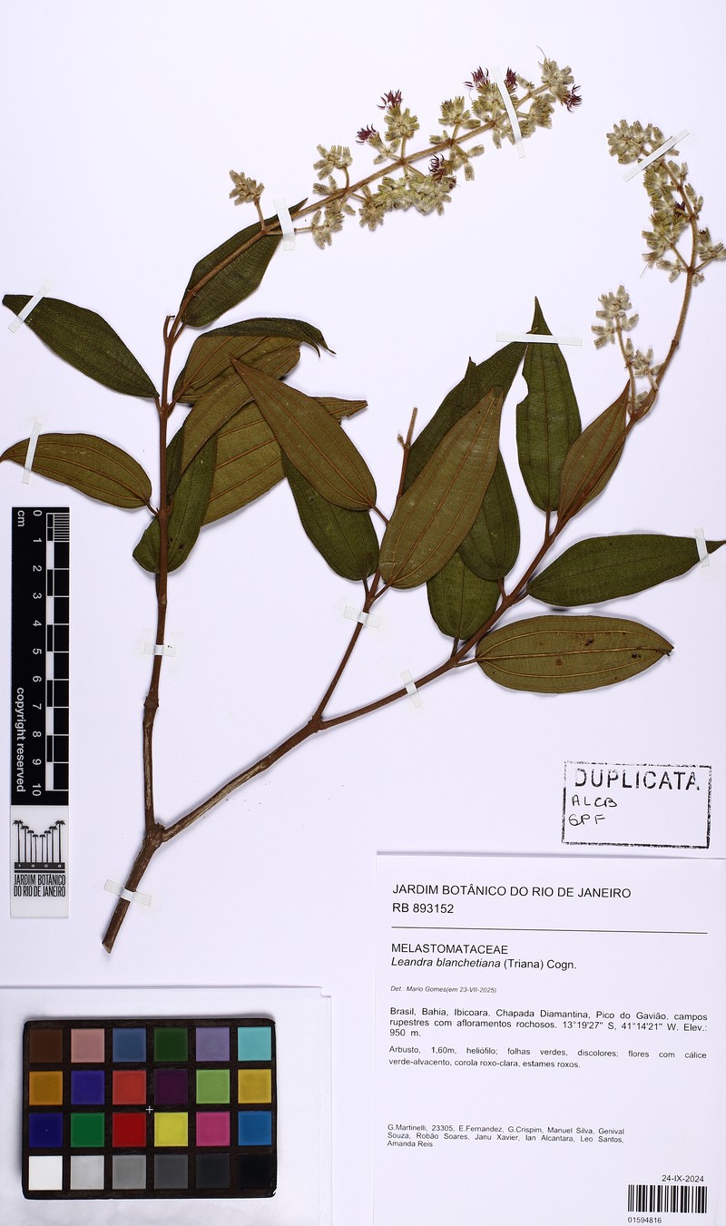 Miconia leablanchetiana