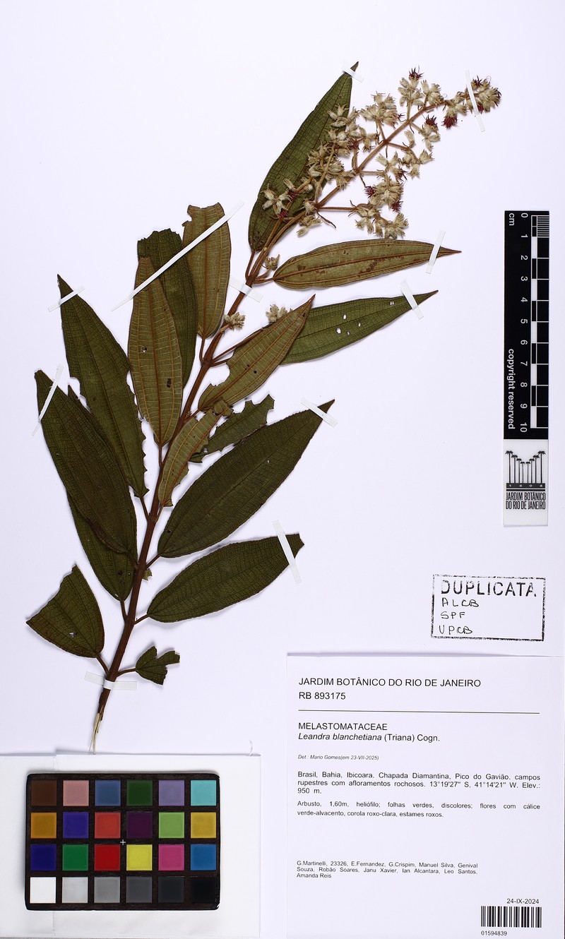 Miconia leablanchetiana photo 2