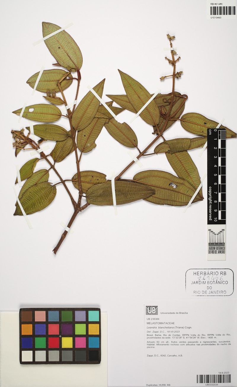 Miconia leablanchetiana photo 3