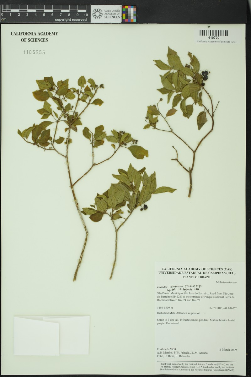 Miconia leacalvescens
