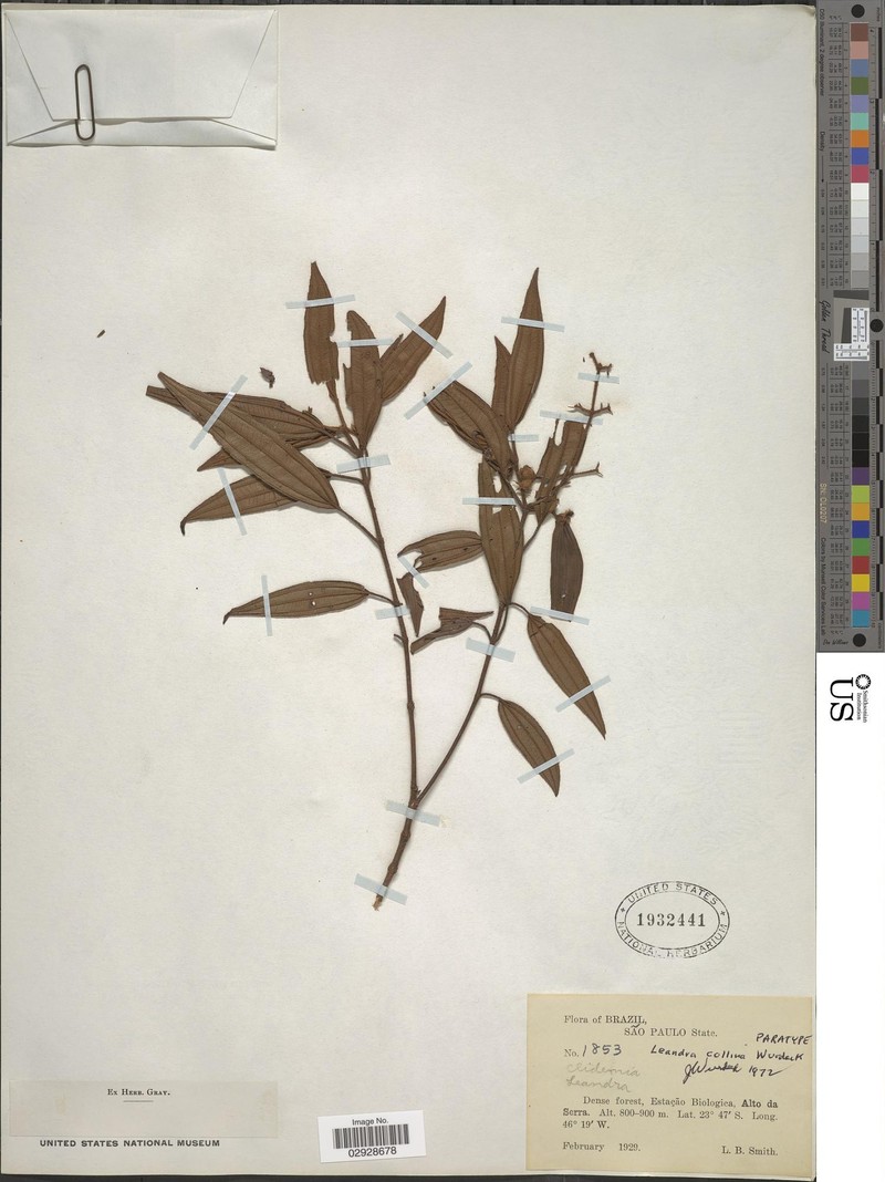 Miconia leacollina