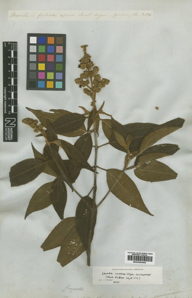 Miconia leaconfusa