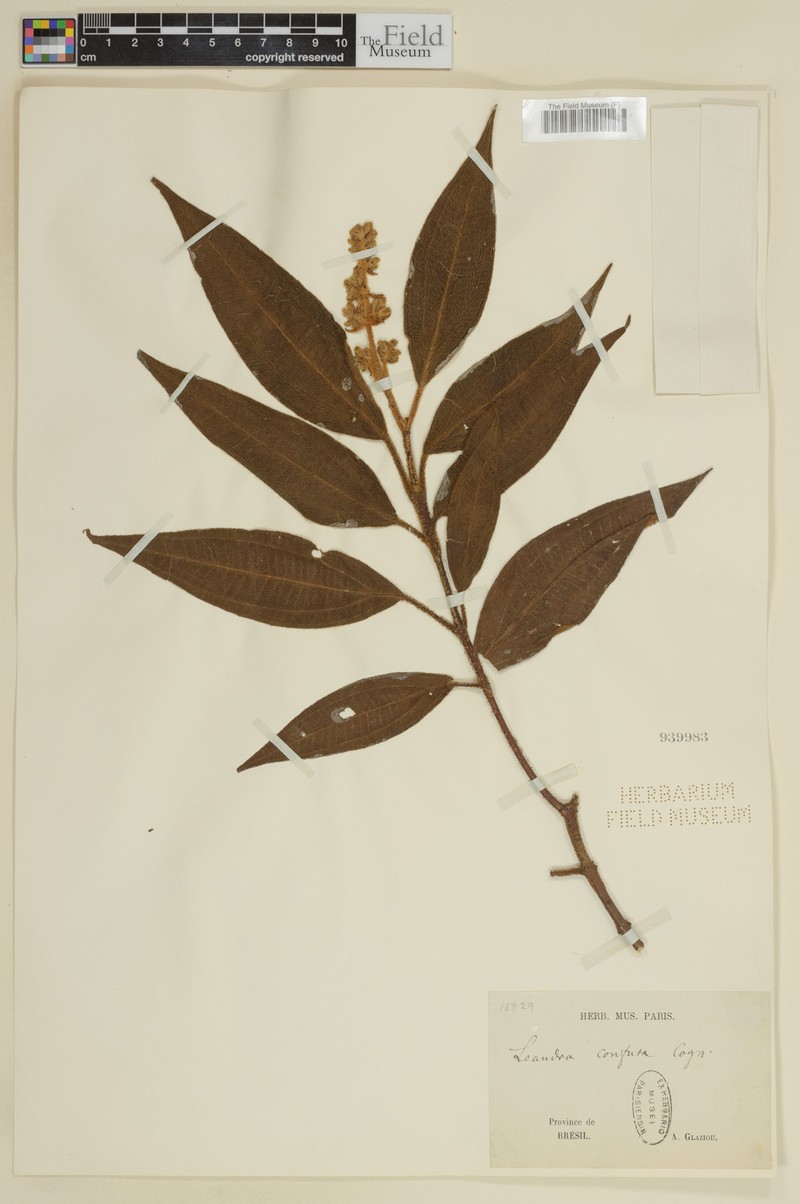 Miconia leaconfusa photo 2