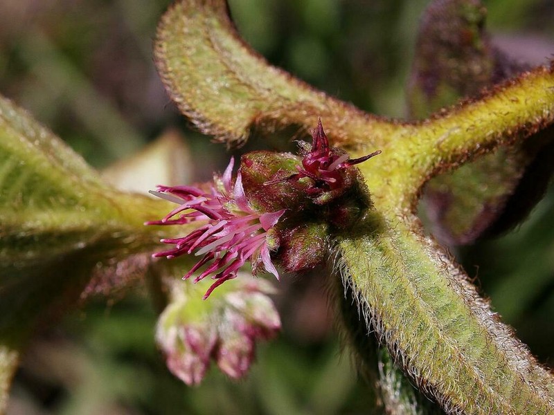 Miconia leacongestiflora