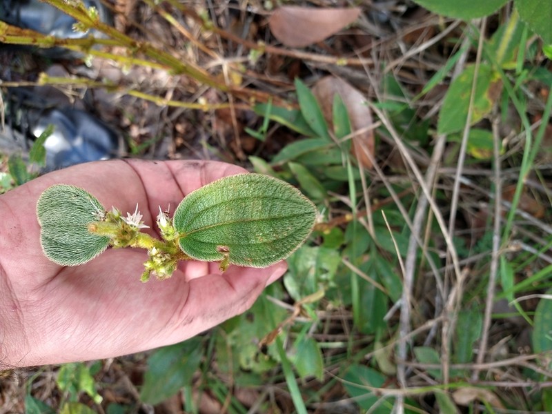 Miconia leacongestiflora photo 2