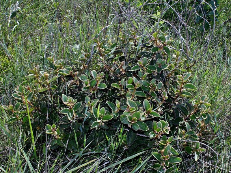 Miconia leacongestiflora photo 3