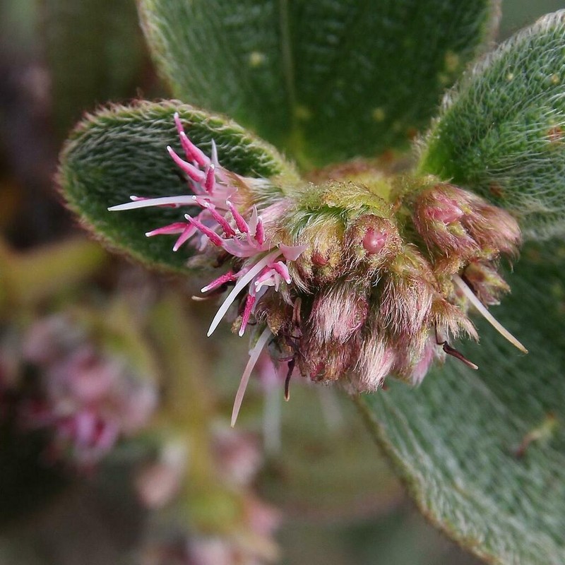 Miconia leacongestiflora photo 4