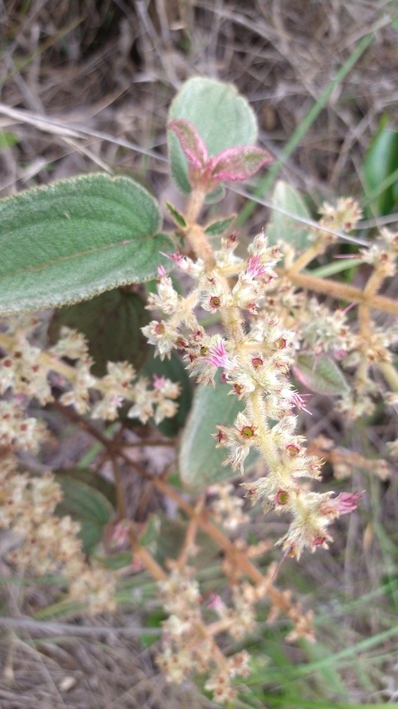 Miconia leacongestiflora photo 5