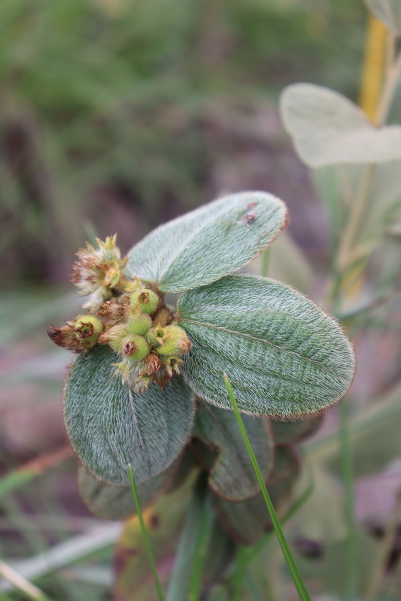 Miconia leacongestiflora photo 6