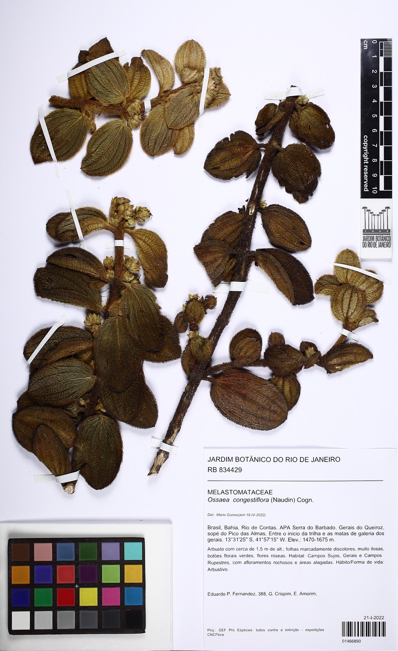 Miconia leacongestiflora photo 8