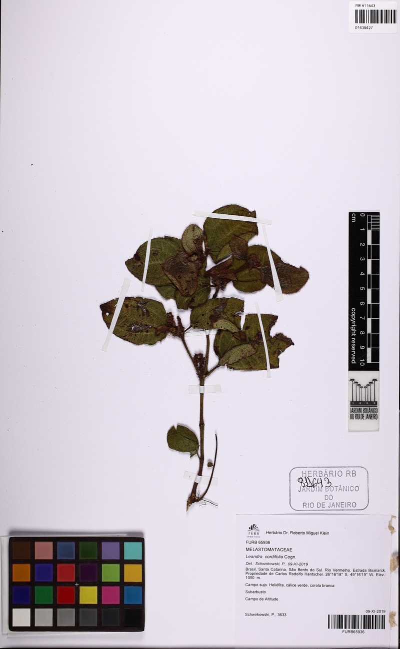 Miconia leacordifolia