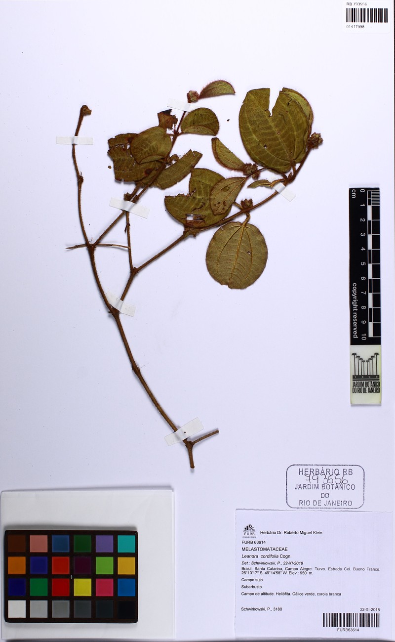 Miconia leacordifolia photo 2