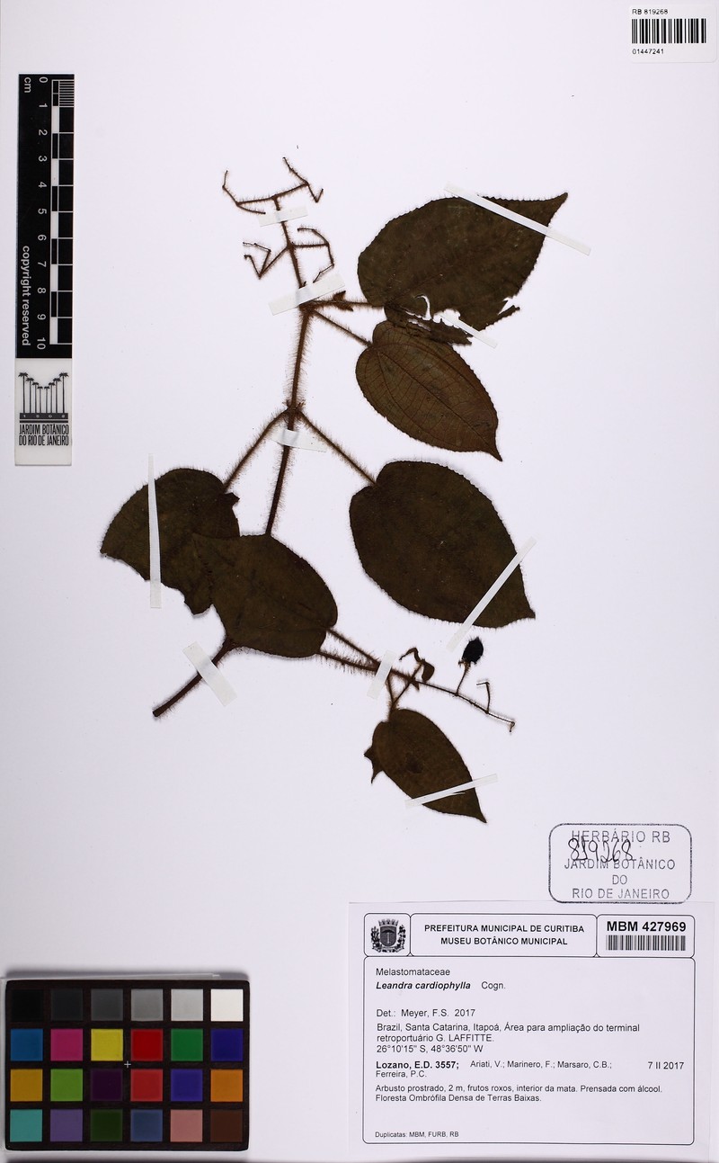 Miconia leacordifolia photo 3