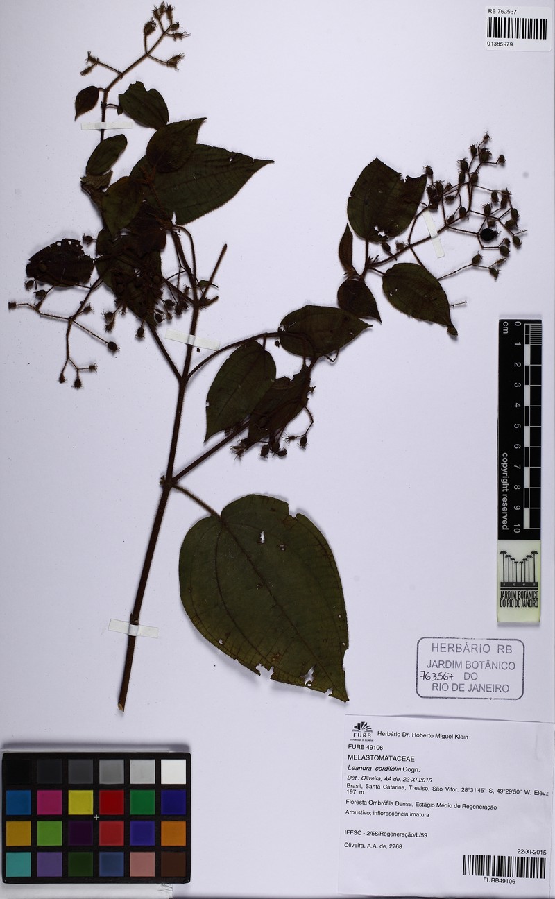 Miconia leacordifolia photo 4
