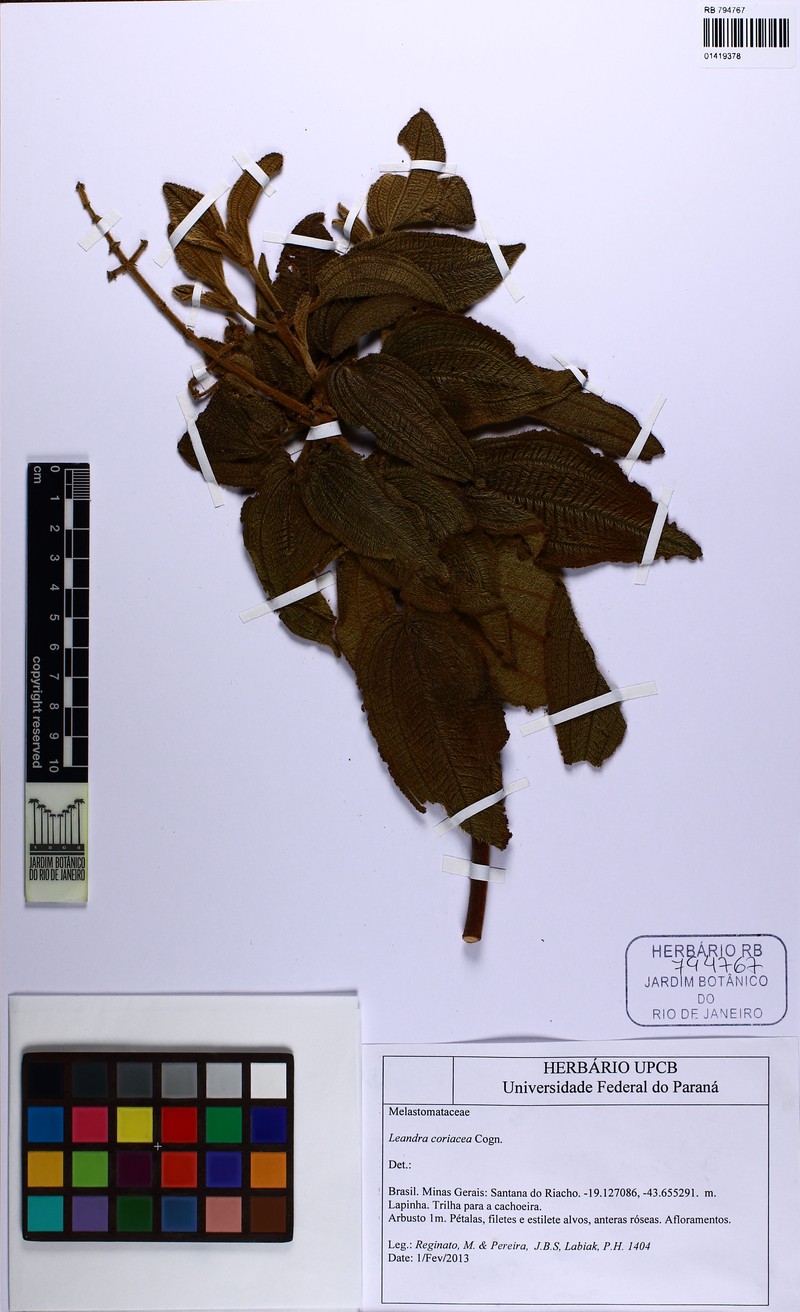 Miconia leacoriacea