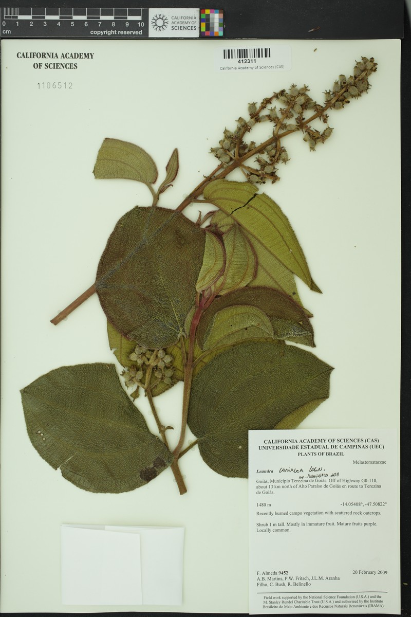 Miconia leacoriacea photo 2