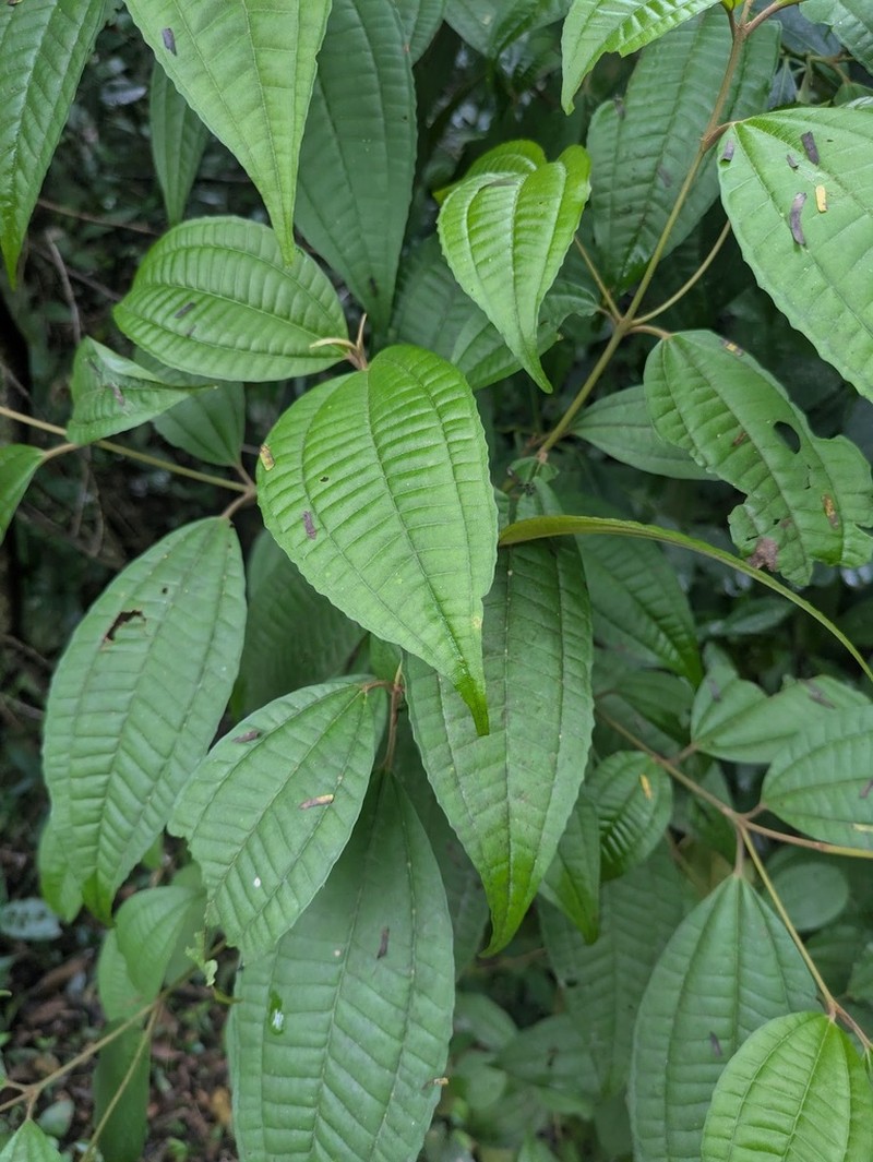 Miconia leacrenata