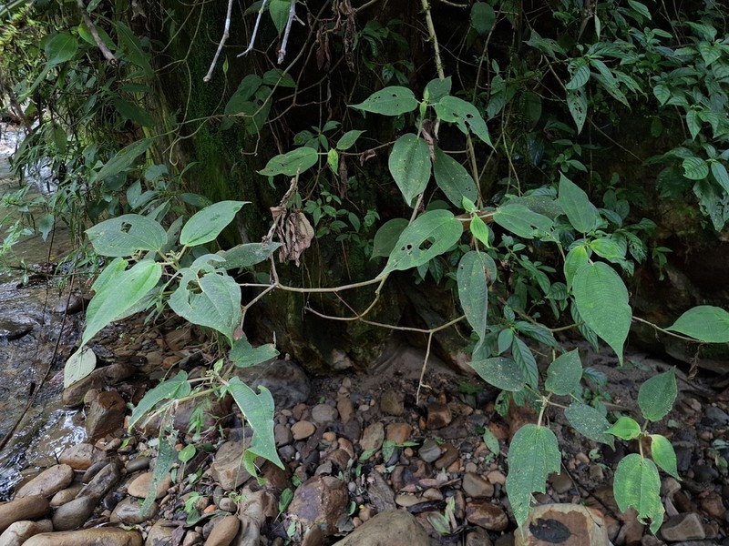 Miconia leacrenata photo 3
