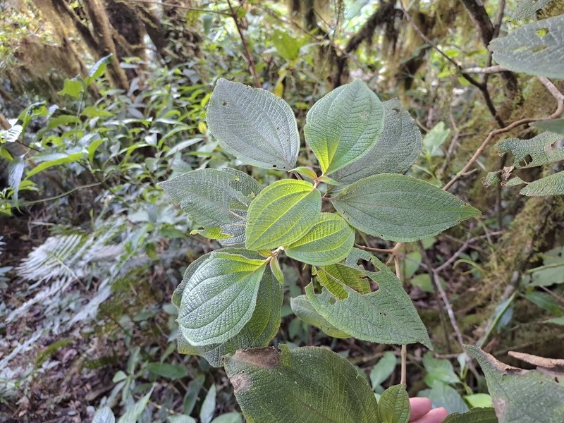 Miconia leacrenata photo 4