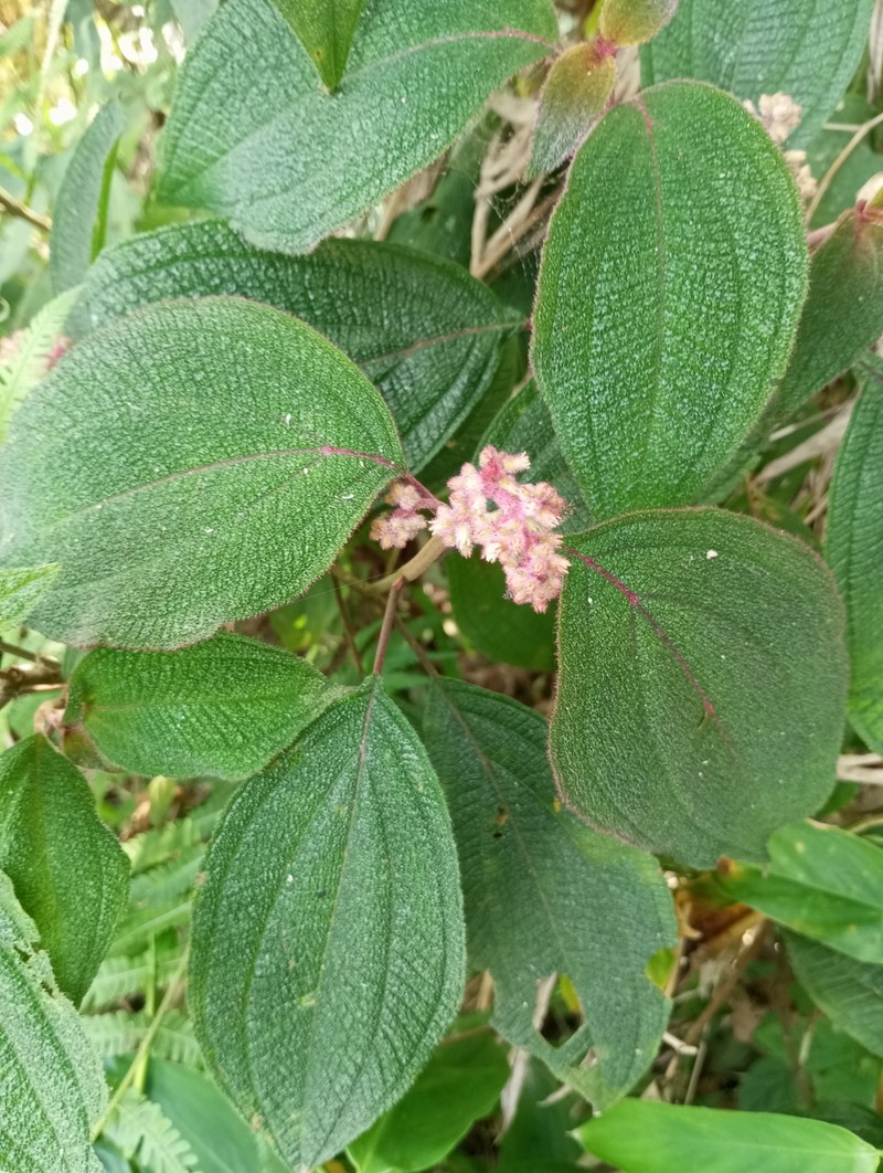 Miconia leacrenata photo 5