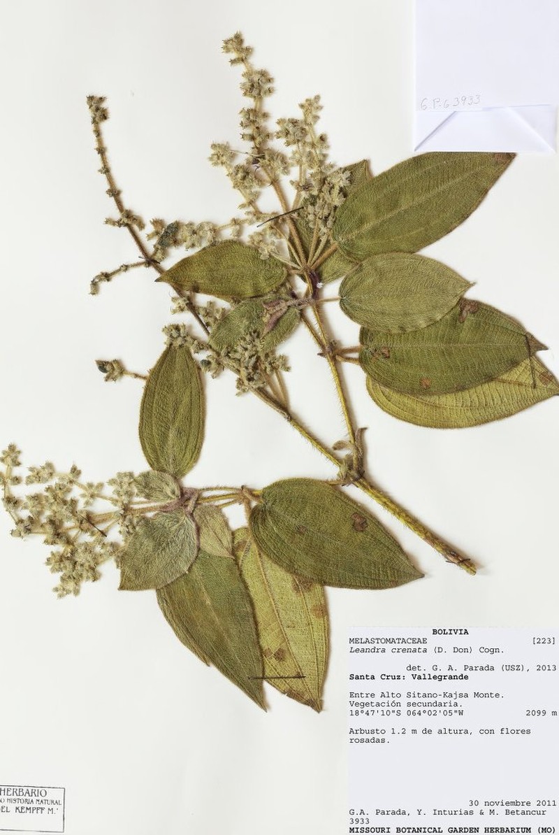 Miconia leacrenata photo 6