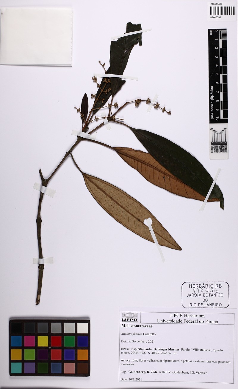 Miconia leacuminata