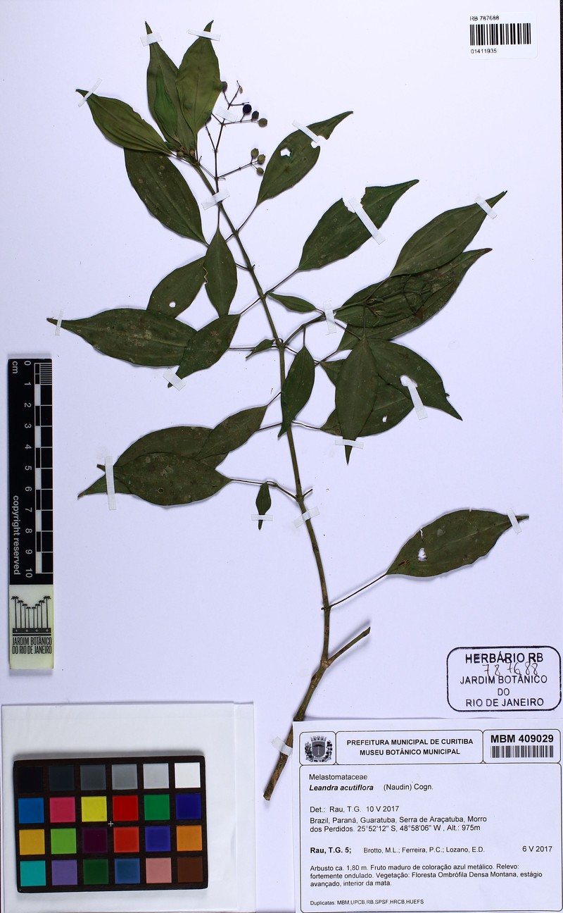 Miconia leacuminata photo 2