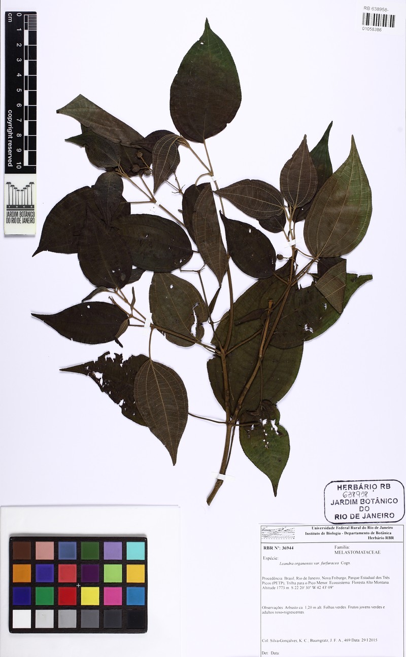 Miconia leacuminata photo 3