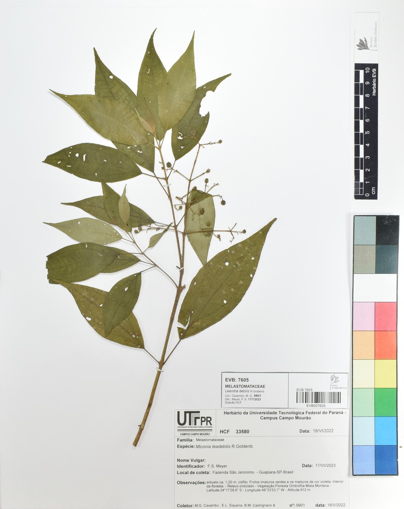 Miconia leadebilis
