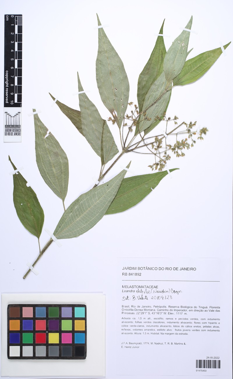 Miconia leadebilis photo 2