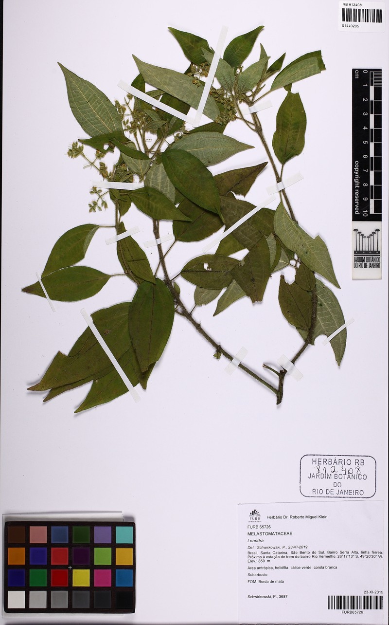 Miconia leadebilis photo 3