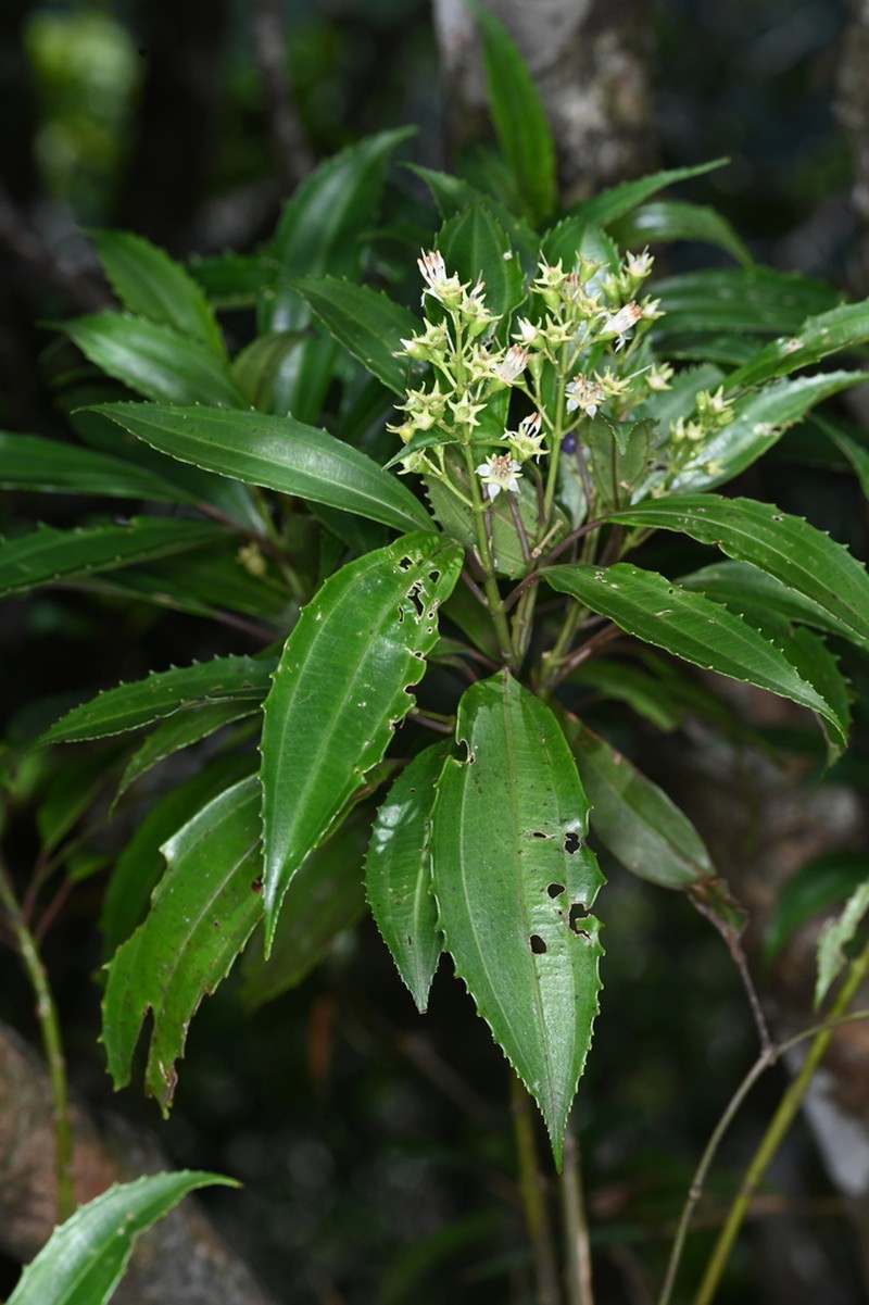 Miconia leadentata photo 2