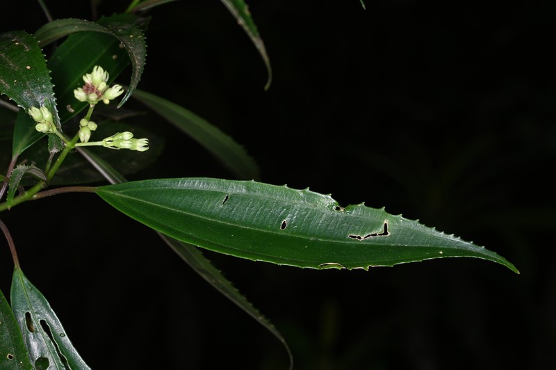 Miconia leadentata photo 3